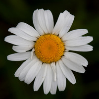 nature-12