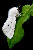 nature-4