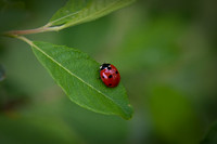 nature-13