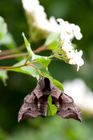 nature-1