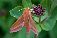 nature-6