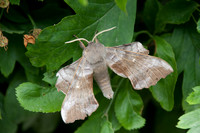 nature-3