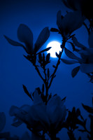 magnolia-2