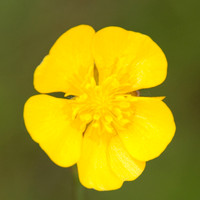 nature-8