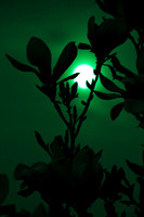 magnolia-1