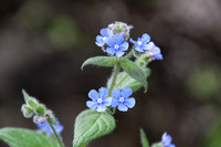 nature-7