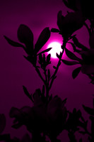 magnolia-3