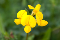 nature-14