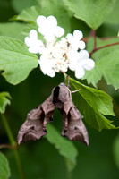 nature-2