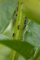 nature-5
